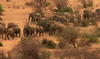 Fil Dünyası’, 12 Ağustos Çarşamba Saat 20.00’de National Geographic WILD Ekranlarında!