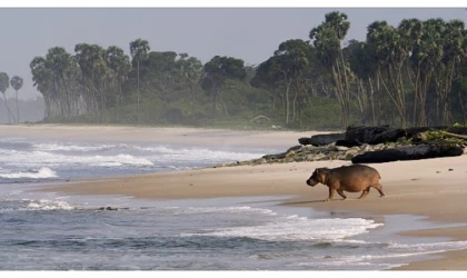 Gabon’un Sörfçüleri: Ormandan Okyanusa’, 22 Ağustos Cumartesi Saat 20.00’de National Geographic WILD Ekranlarında İzleyicilerle Buluşuyor!