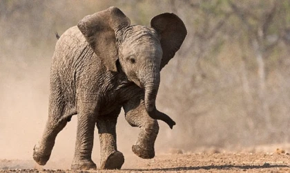 Küçük Devler’, 23 Ağustos Pazar Saat 20.00’de National Geographic WILD Ekranlarında!