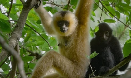 3 Bölümden Oluşan 'Yağmur Ormanlarının Sesi’, 29 Ekim Perşembe Saat 20.00’de National Geographic WILD Ekranlarında İzleyicilerle Buluşuyor!