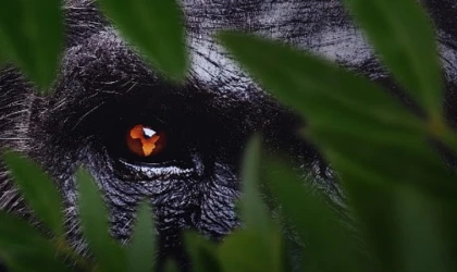 7 Bölümden Oluşan 'Afrika: Vahşi Yuvamız’, 3 ve 4 Ekim Cumartesi/Pazar Günleri 15.15’te Art Arda Bölümlerle National Geographic’te İzleyicilerle Buluşuyor