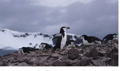 Penguen Dünyası’, 7 Ekim Çarşamba Saat 20.00’de National Geographic WILD Ekranlarında!