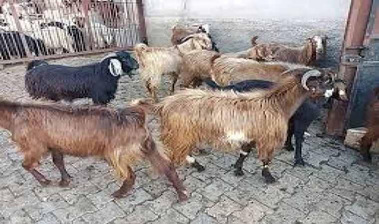 KURBANLIK SATIŞLARI BAŞLADI